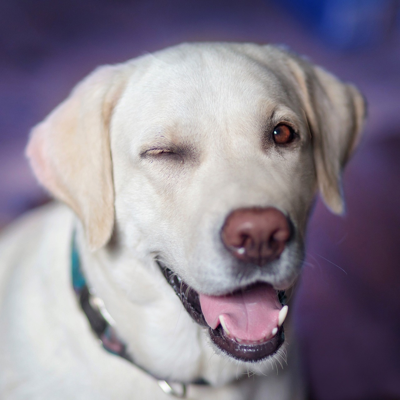 银狐犬的成长历程，探究何时成为成犬