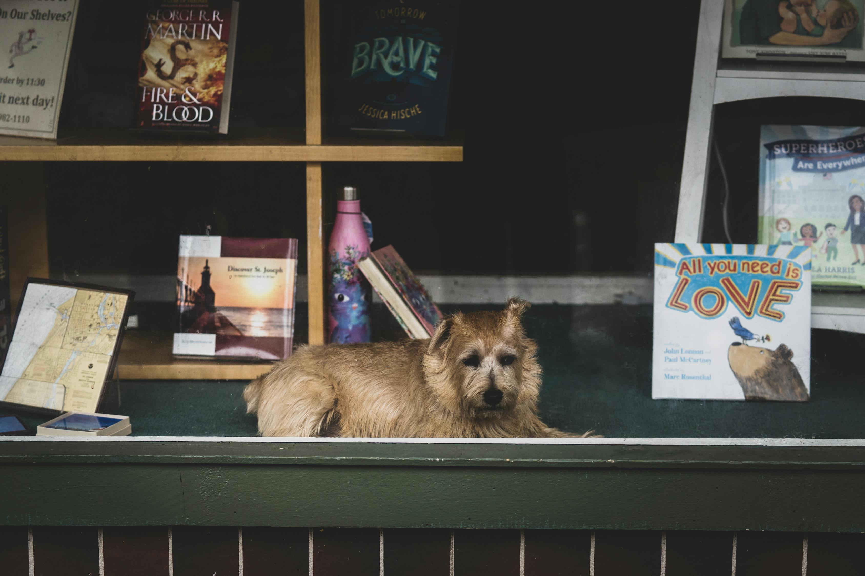 广东省狗犬舍，繁荣的宠物生态与精心培育的犬类文化