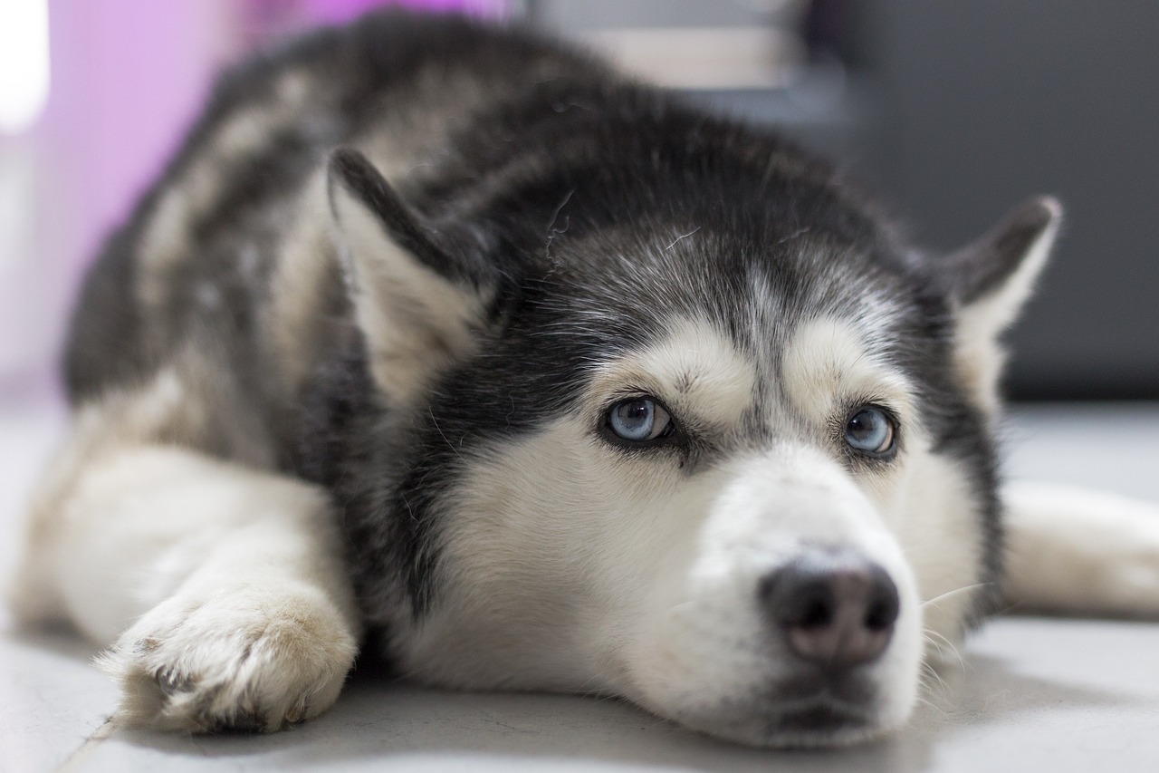 二个月萨摩耶幼犬，萌态可掬的可爱瞬间