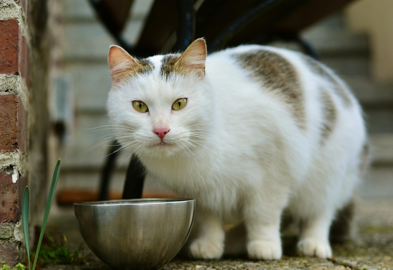 几个月大的猫咪的饮食指南，了解小猫的喂养需求与营养摄取