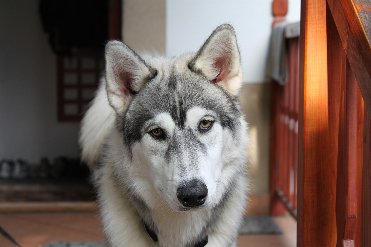 几个月大的萨摩耶犬好养？全面解读萨摩耶犬的成长阶段