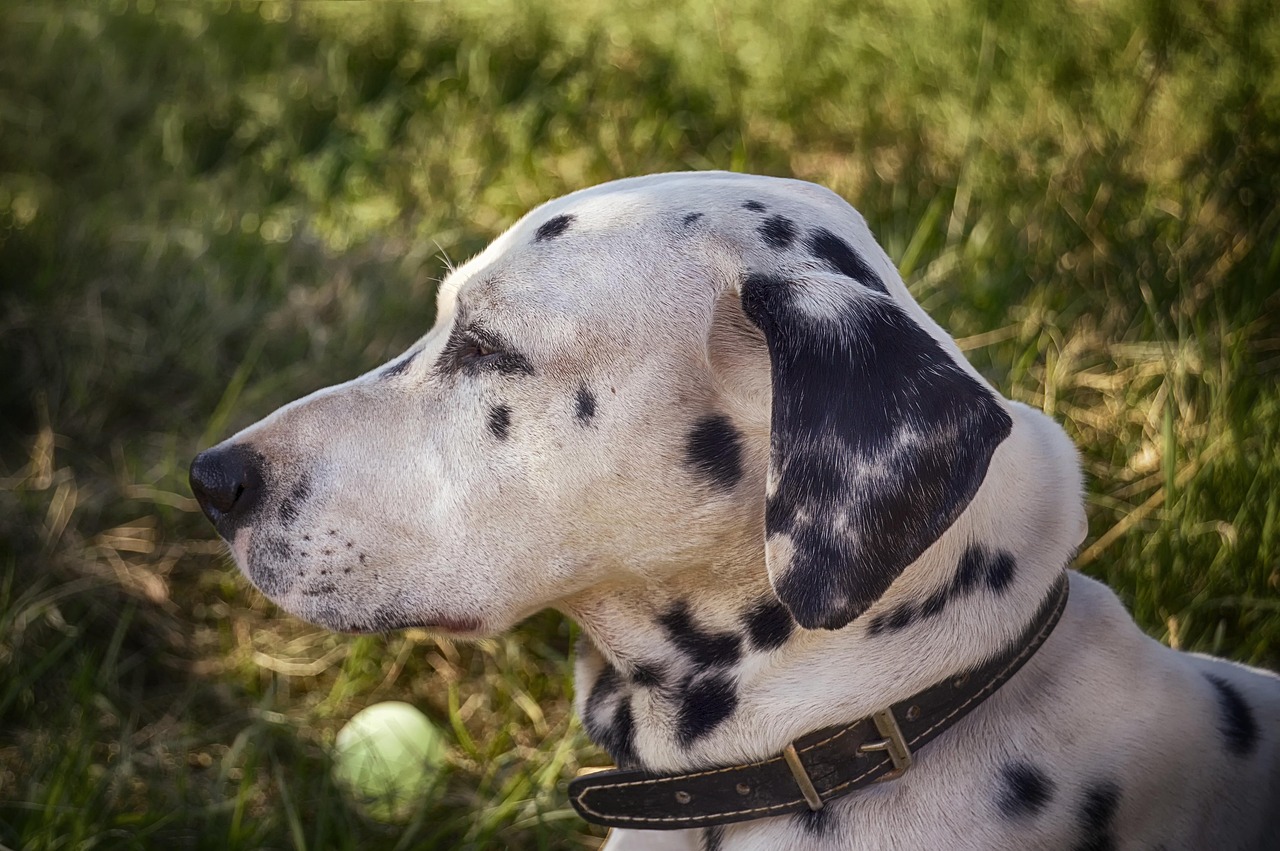 三个月金毛犬的体重解析