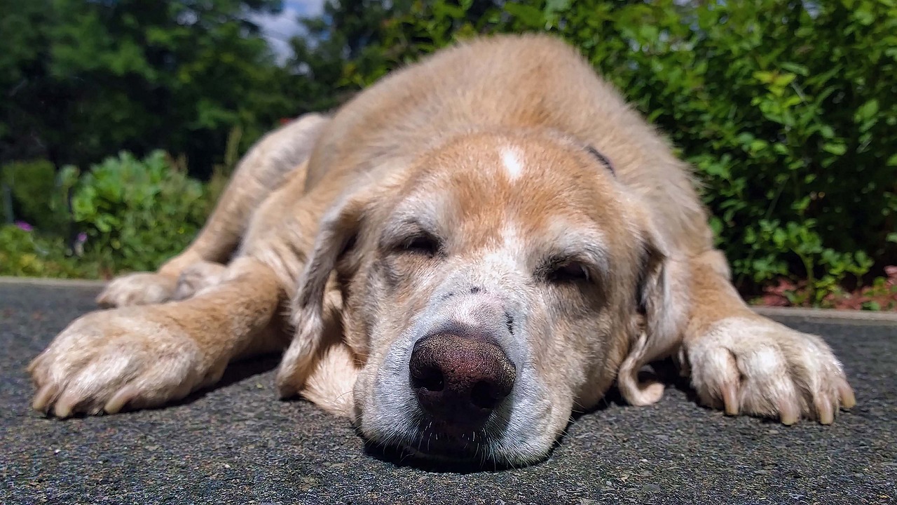 关于如何养护一个月大的拉布拉多犬的指南