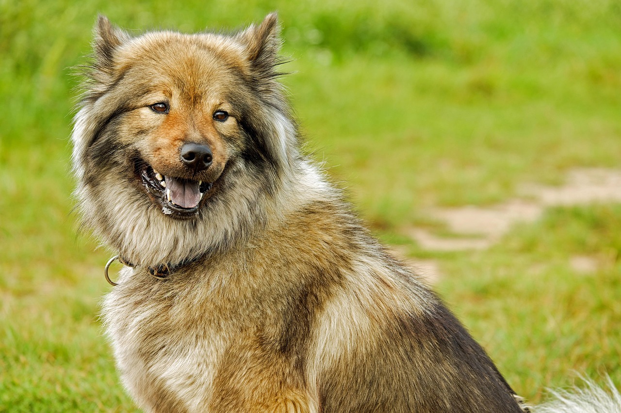 萨摩犬的发情期及其相关注意事项