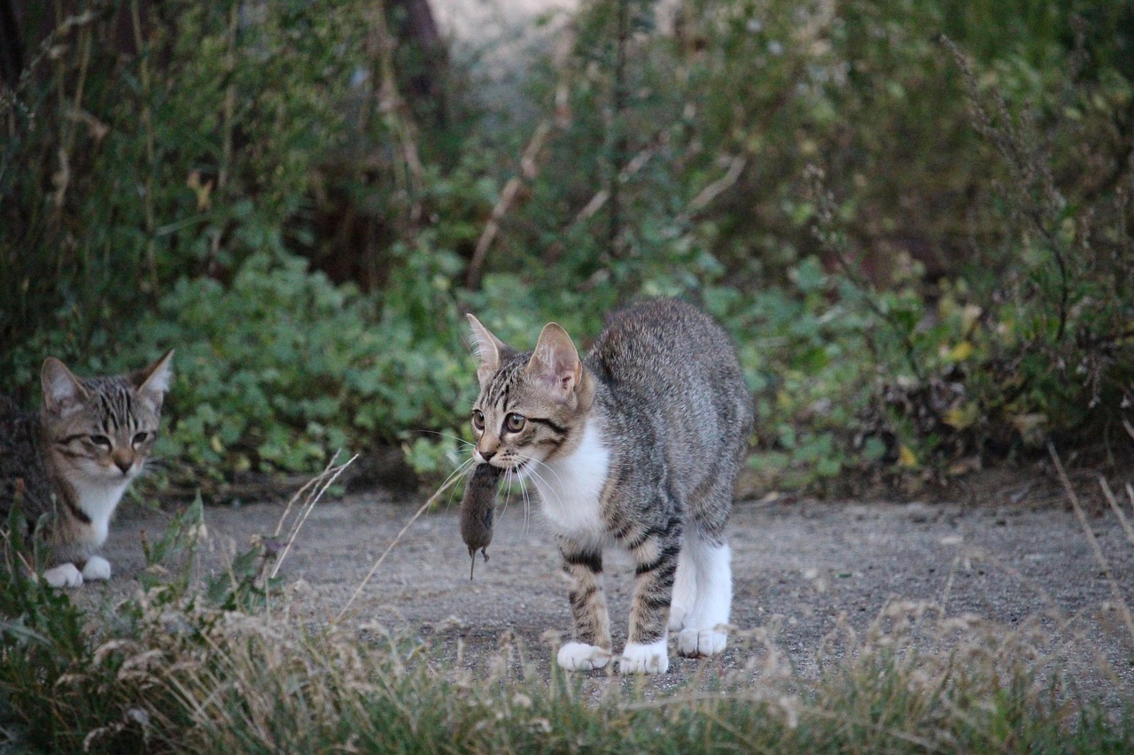 两个月大的猫咪的饮食指南，应该给猫咪吃什么？